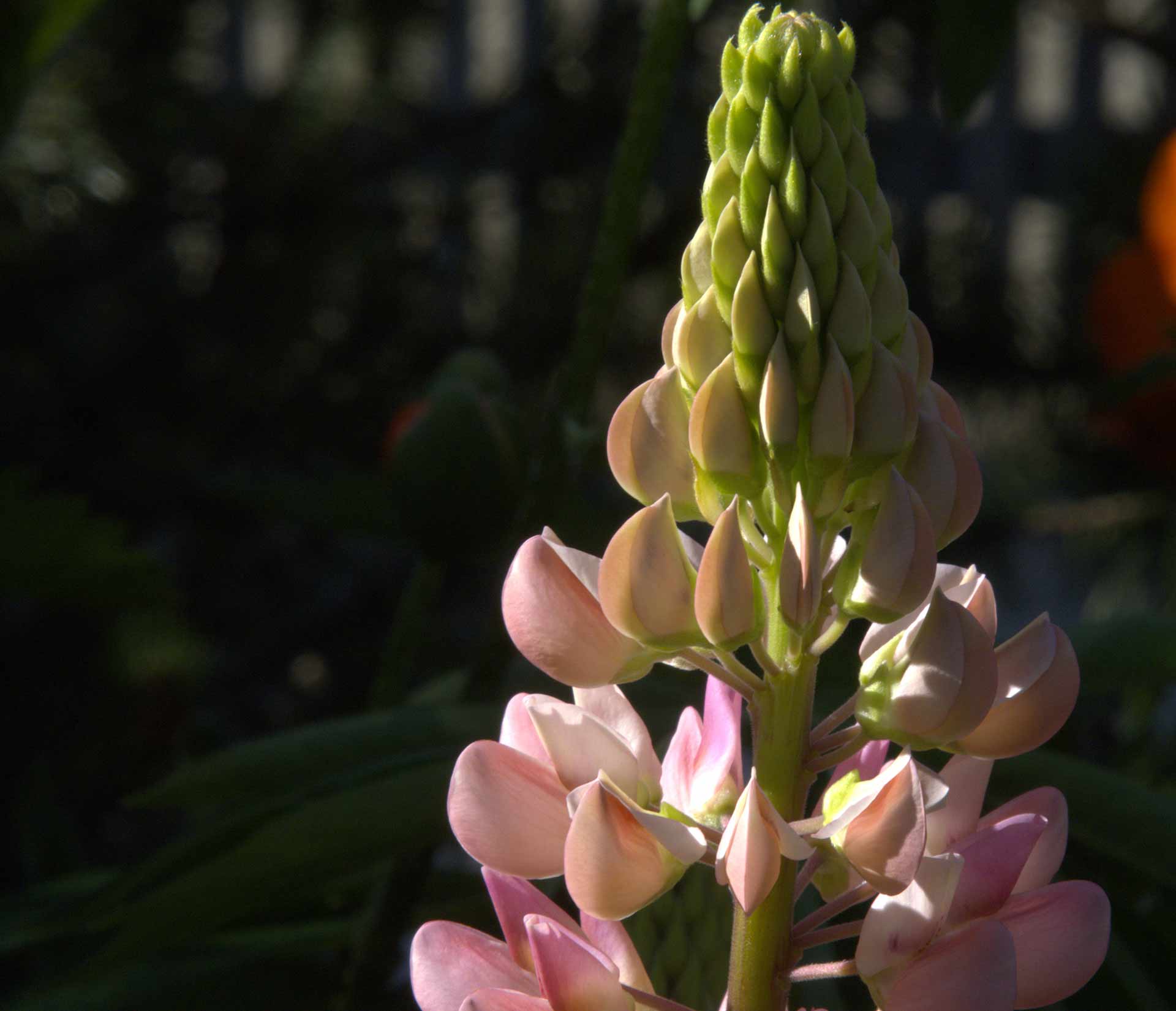 lupin-proteines